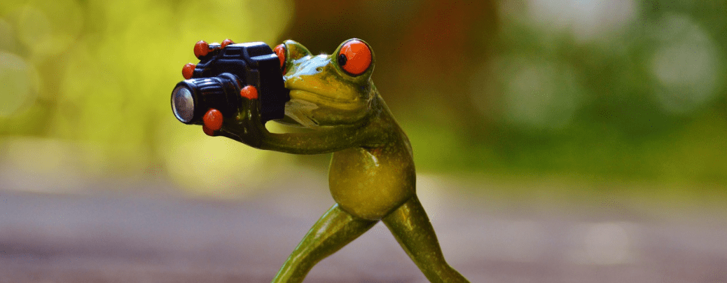 frog photographer