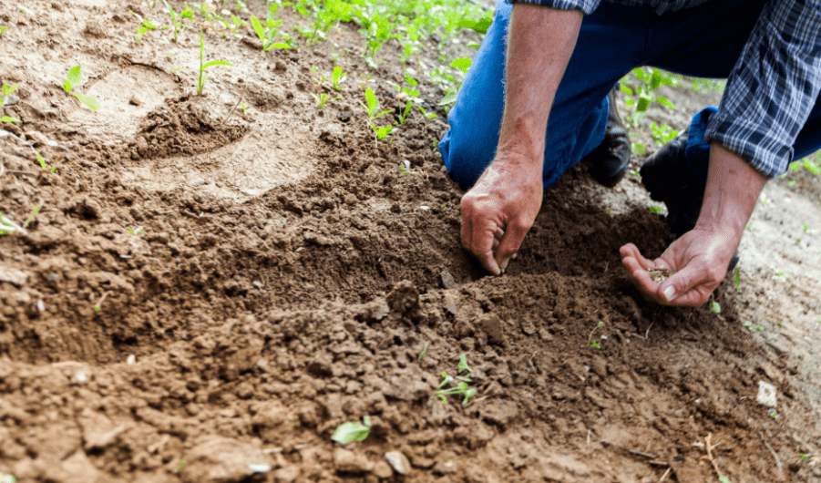 Gardener planting seeds in the ground
