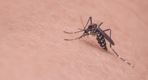 close up of a mosquito sucking flesh