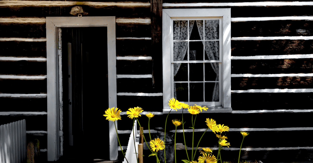 Yellow flowers in front of a brown wooden house