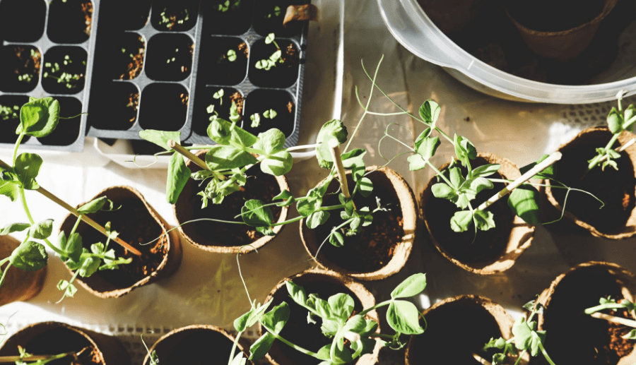 Mini potted plants