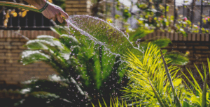 A guy watering plants
