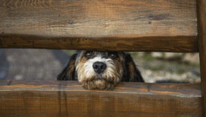 Dog behind a wooden fence