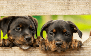 Two Rottweiler puppies looking through a fence