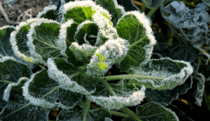 Frozen green plant