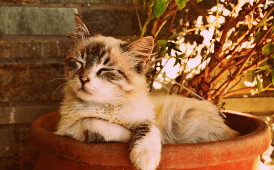 Kitten sleeping in a plant pot