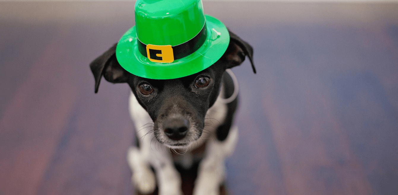 Chihuahua in Irish hat