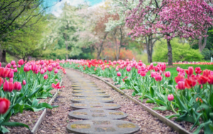 Garden of tulips with walking path