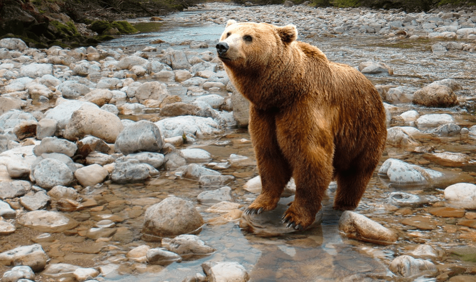 A big grizzly predator bear