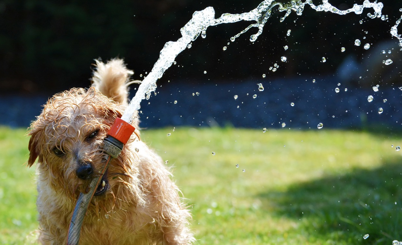 Terrier playing with a sprinkler on the lawn