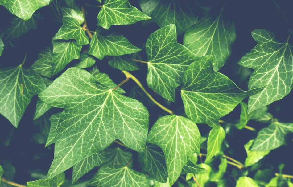 Leaves of the ivy plant