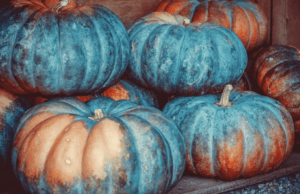 A pile of old pumpkins