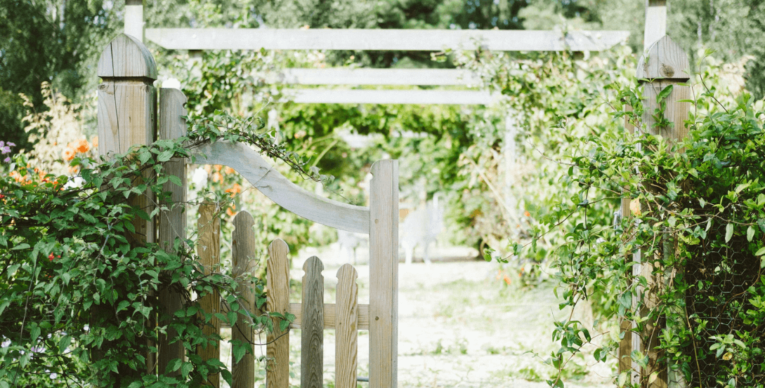 Vines surrounding a garden gate