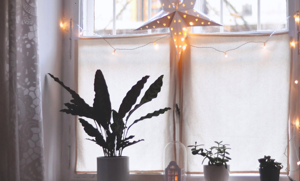 Plants and lights on windowpane