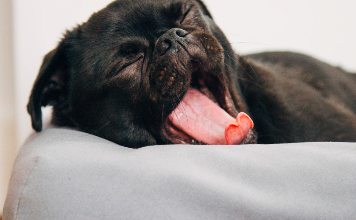 Dog yawning on a bed