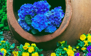 Blue hydrangea flowers in ceramic pot