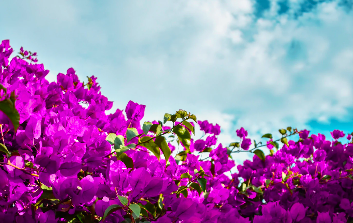 Purple flowers and white clouds