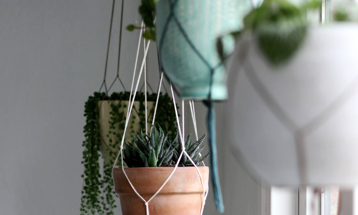 Hanging indoor plants
