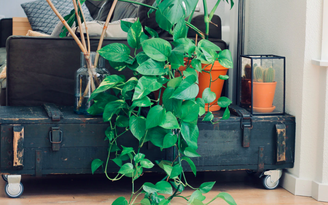 Tips & Tricks To Caring For Plants In Your Mobile Home