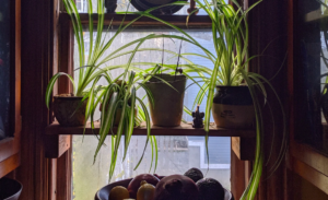 Plants on shelf