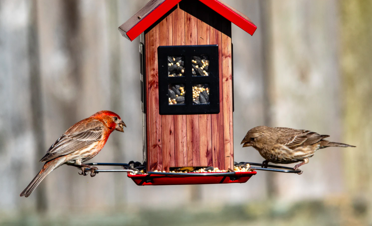 Two birds on a bird feeder