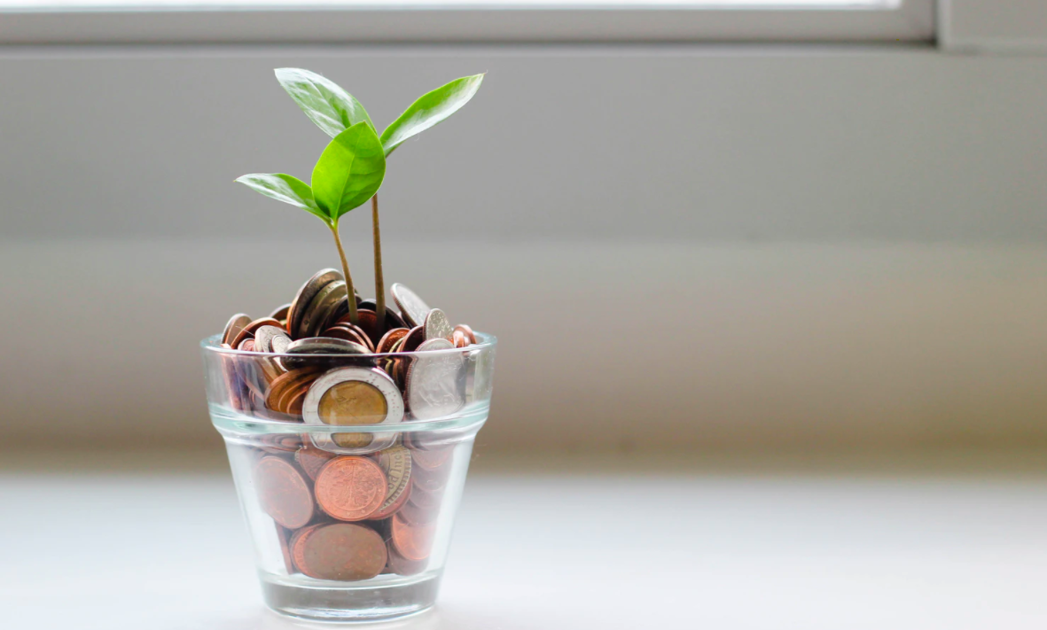 Green plant in a vase of coins