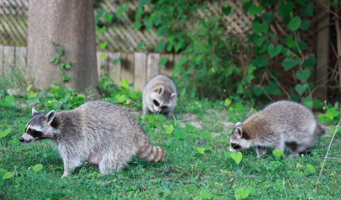 Raccoons on the grass