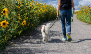 Walking with a dog outdoors